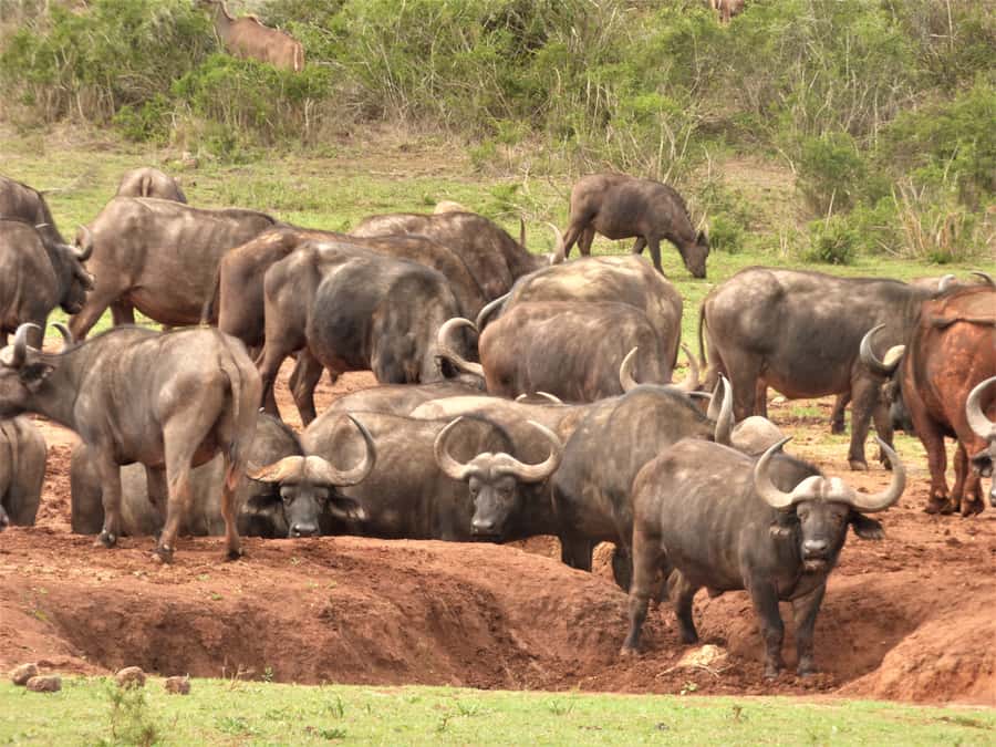 Addo National Park: Full-Day Safari Tour - Crossing toward the southern section