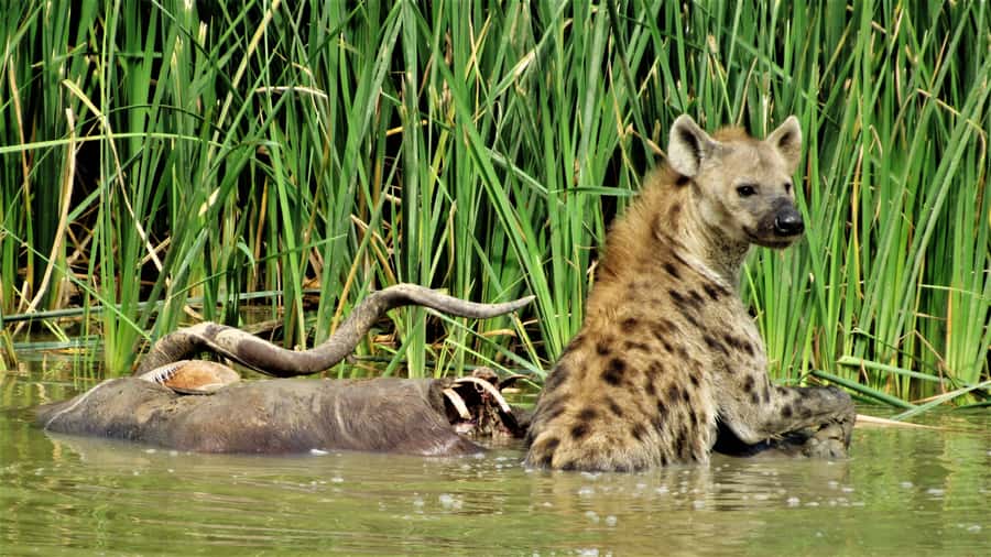 Addo National Park: Full-Day Safari Tour - The South African braai lunch