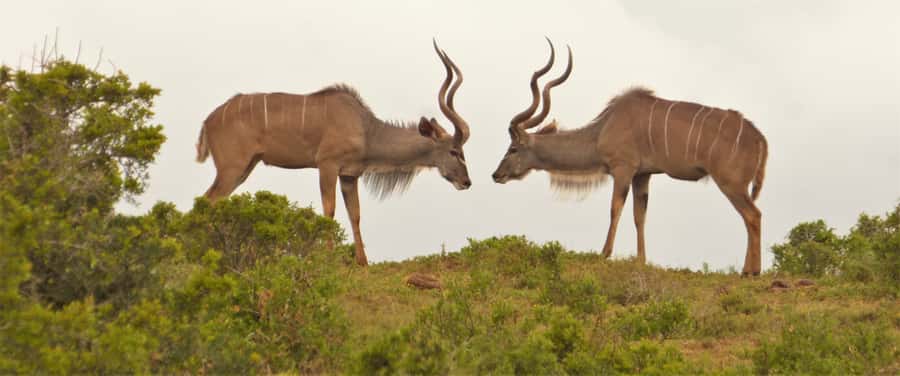 Addo National Park: Full-Day Safari Tour - Price, extra fees, and overall value