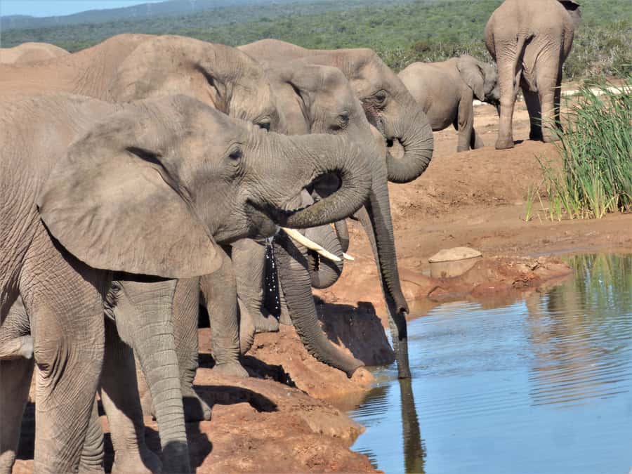 Addo National Park: Full-Day Safari Tour - Riding through Addo in a closed Land Cruiser