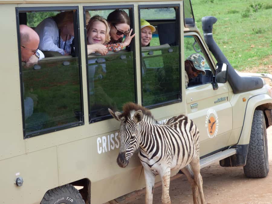Addo National Park: Guided Half-Day Safari - Key points to know before you book