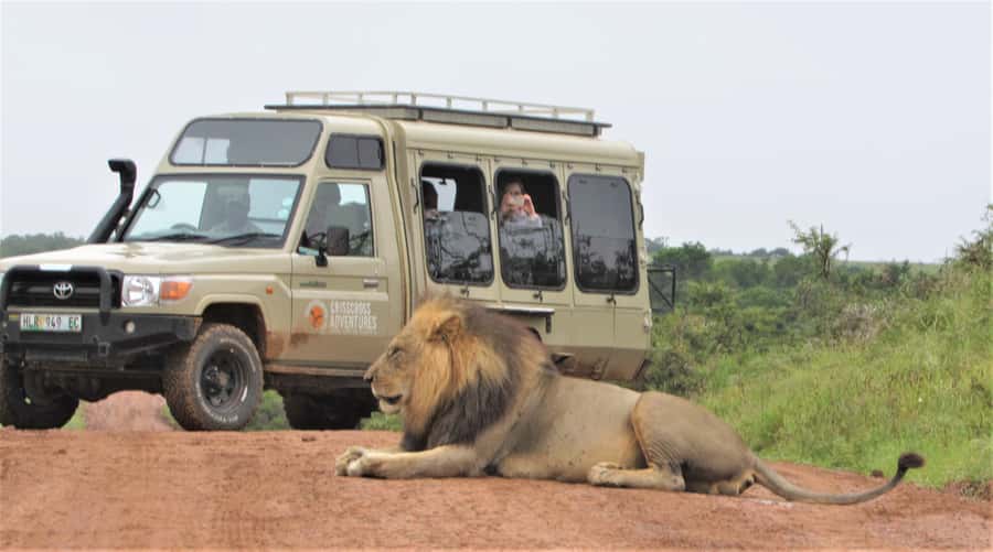Addo National Park: Guided Half-Day Safari - Timing, meeting point, and cancellation