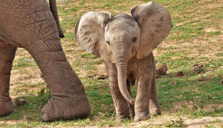 Addo National Park: Guided Half-Day Safari - What this Addo safari is really like