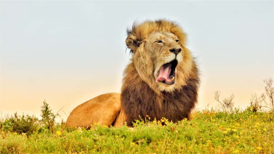 Addo National Park: Guided Half-Day Safari - Wildlife sightings, from elephant herds to small creatures