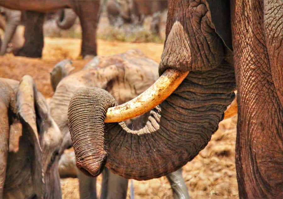 Addo National Park: Guided Half-Day Safari - Why the closed Land Cruiser works