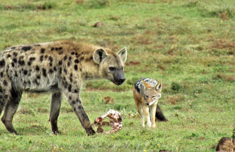 Addo National Park: Guided Half-Day Safari - The guide adds more than animal names