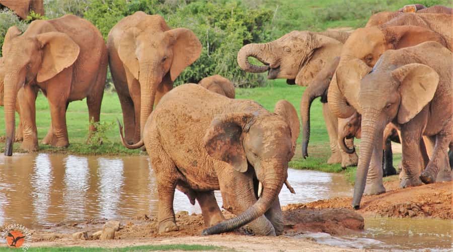 Addo National Park: Guided Half-Day Safari - Drinks, snacks, and the small comforts