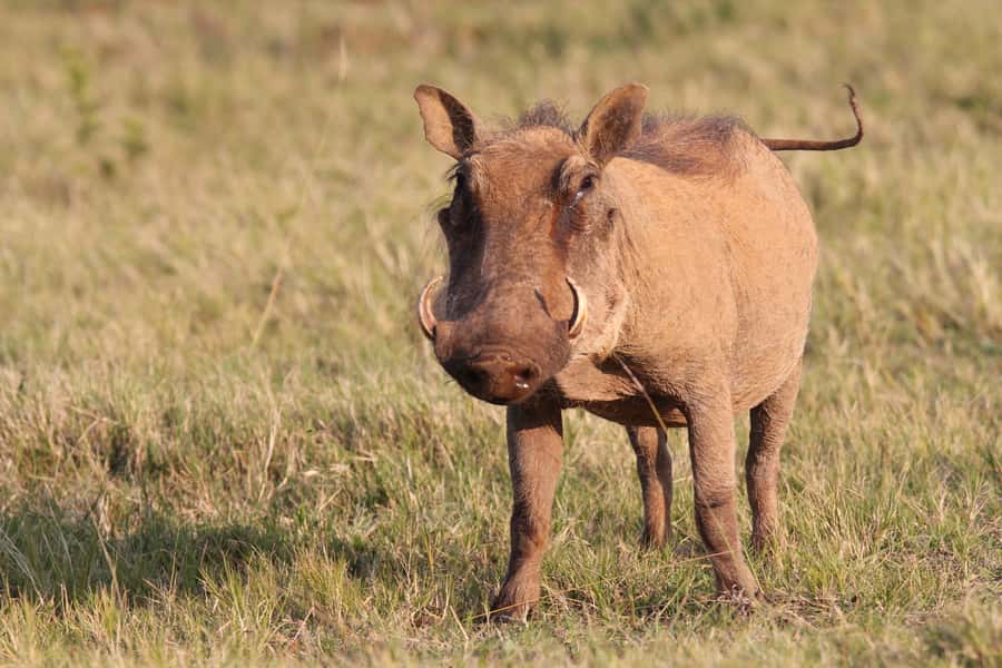 Addo National Park: Guided Half-Day Safari - Is $81 a fair price?