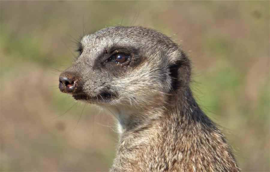 Addo National Park: Guided Half-Day Safari - Who should book this four-hour safari?
