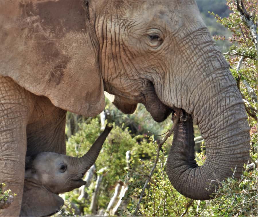 Addo National Park: Guided Half-Day Safari - Starting at Main Camp and heading north