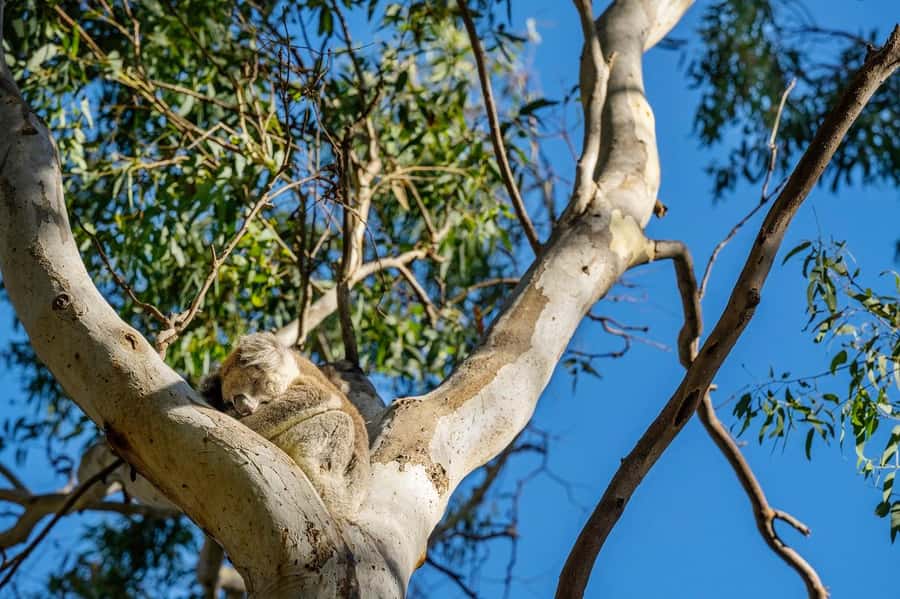 Adelaide: Morialta Wilderness and Wildlife Hike - Looking for koalas in the gumtrees