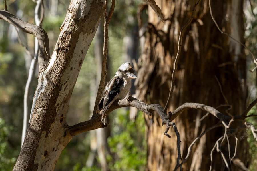 Adelaide: Morialta Wilderness and Wildlife Hike - Wildflowers, orchids, and the best time to go