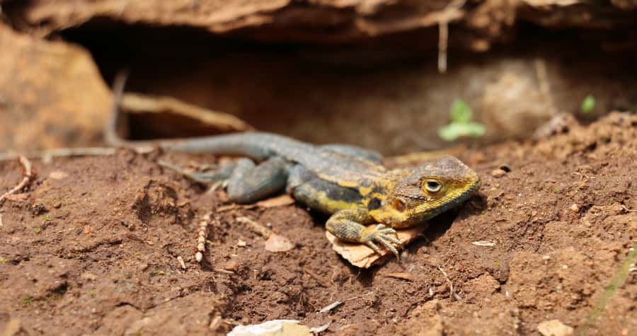 Adelaide: Morialta Wilderness and Wildlife Hike - Who should book this walk