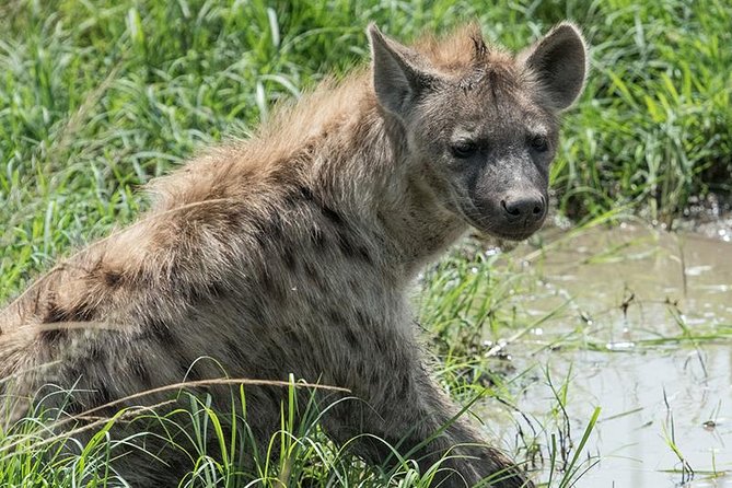 African Wildlife & Nature - 5 Kenya national parks - 6 day Jeep Safari - Returning to Nairobi through the Rift Valley