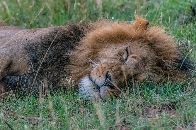 African Wildlife & Nature - 5 Kenya national parks - 6 day Jeep Safari - Food, accommodation, and what the price covers