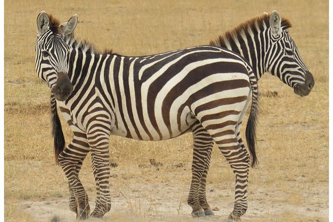 African Wildlife & Nature - 5 Kenya national parks - 6 day Jeep Safari - The guide can make or break the six days