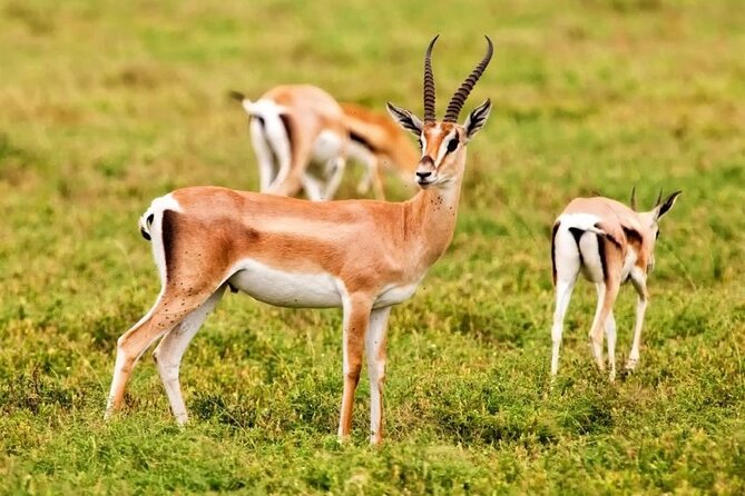 Agadir National Park & 4×4 Jeep Desert Safari Tour with Lunch - Key points to know before booking