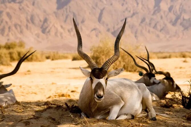Agadir National Park & 4×4 Jeep Desert Safari Tour with Lunch - Watching for gazelles, oryx, addax, and ostriches