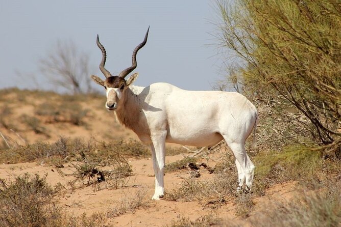 Agadir National Park & 4×4 Jeep Desert Safari Tour with Lunch - Villages, Massa, and a closer look at daily life