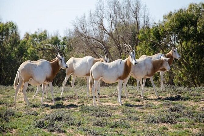 Agadir National Park & 4×4 Jeep Desert Safari Tour with Lunch - Tajine, couscous, and mint tea at midday