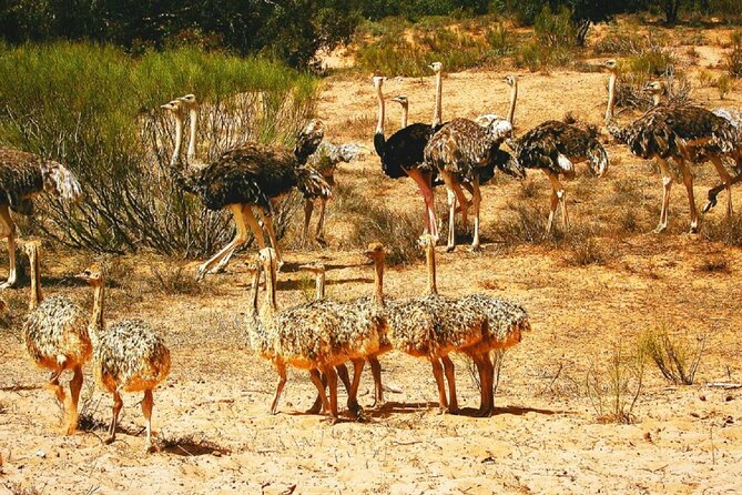 Agadir National Park & 4×4 Jeep Desert Safari Tour with Lunch - The dam and Anti Atlas views