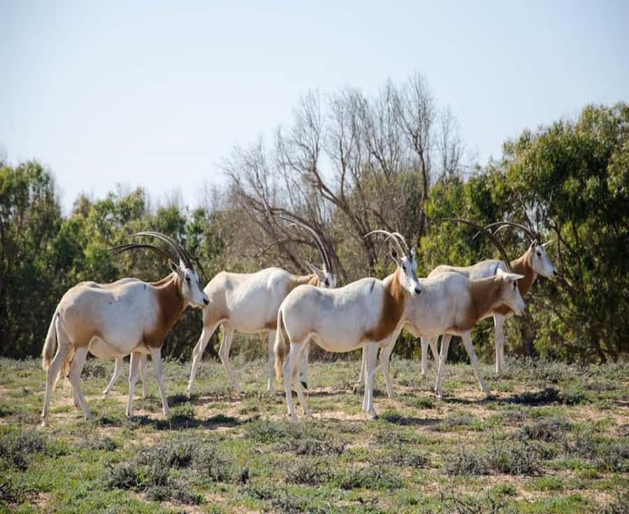 Agadir: Sous Massa National Park Desert Safari Tour & Lunch - Key points to know before booking