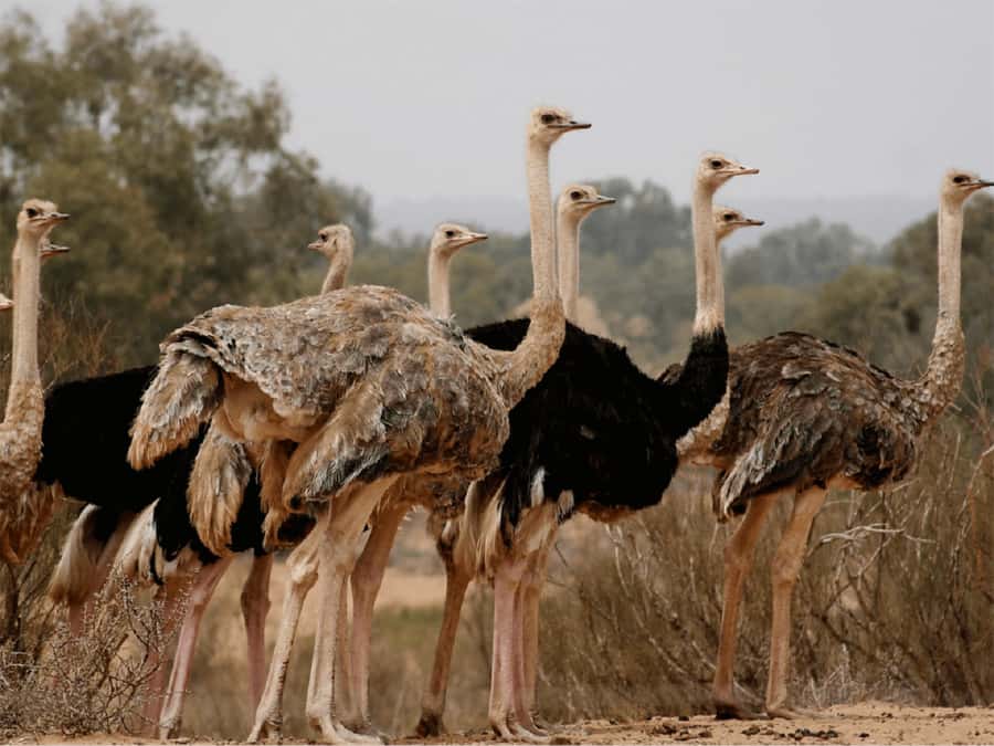 Agadir: Sous Massa National Park Desert Safari Tour & Lunch - Who should book this Agadir safari