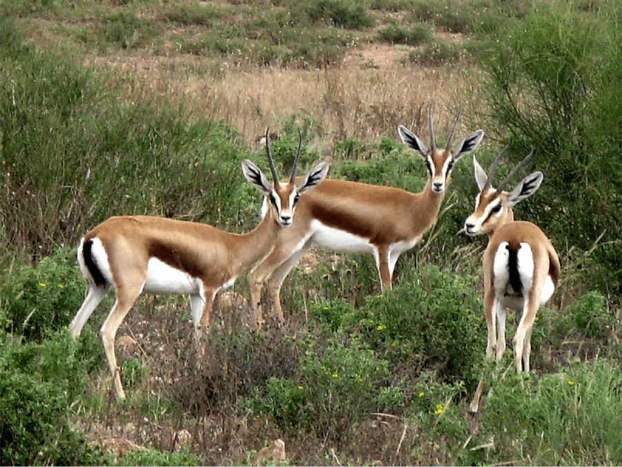 Agadir: Sous Massa National Park Desert Safari Tour & Lunch - Berber villages and the Massa river