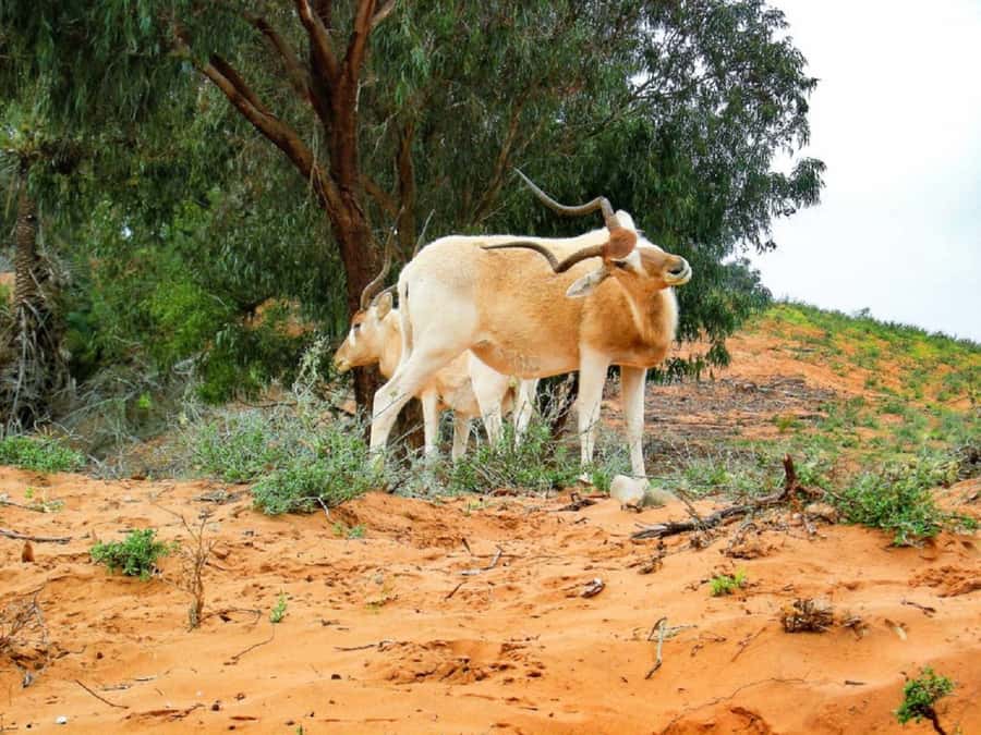 Agadir: Sous Massa National Park Desert Safari Tour & Lunch - Lunch in a Berber house
