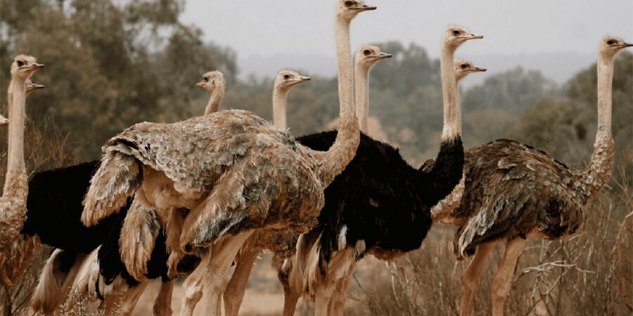 Agadir: Sous Massa National Park Desert Safari Tour & Lunch - What the $102 price really covers