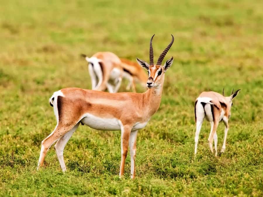 Agadir: Sous Massa National Park Desert Safari Tour & Lunch - Inside the park: animals, open country, and patient guiding