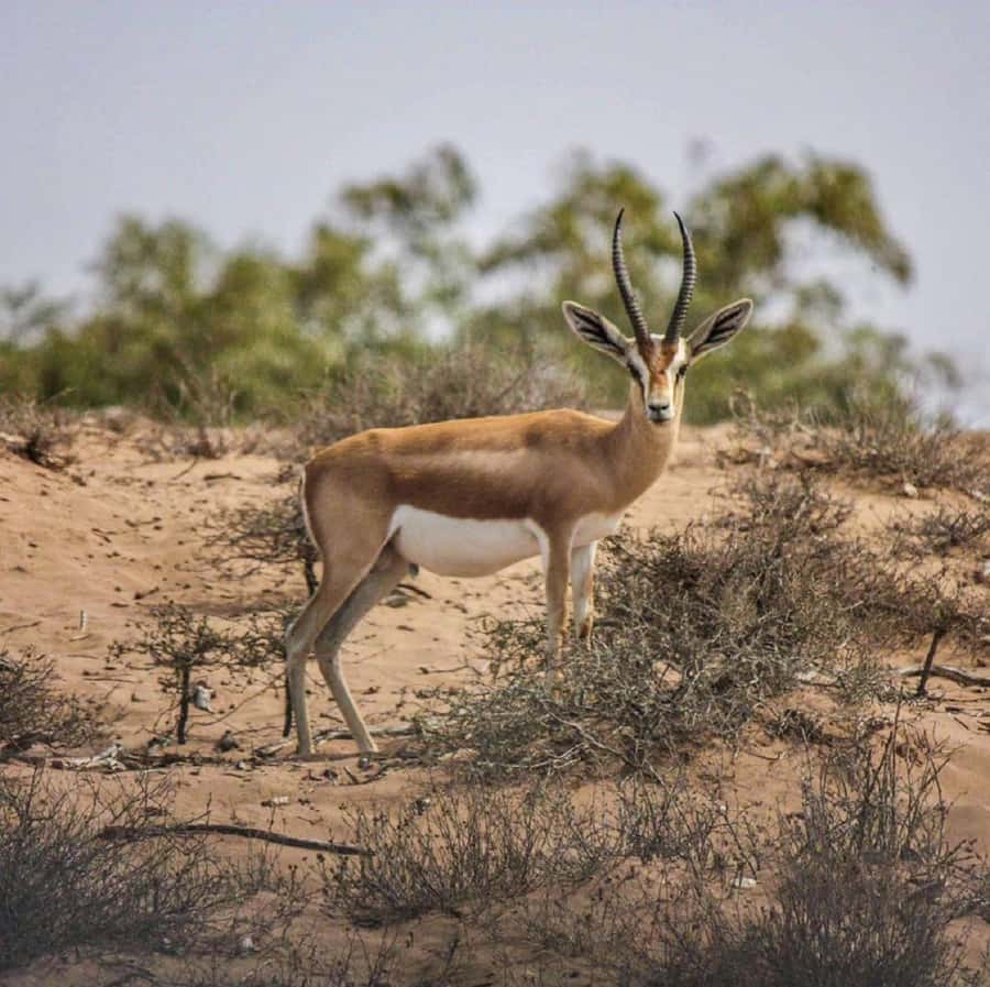 Agadir: Souss National Park Wildlife Half-Day Tour - Key points to know before you book
