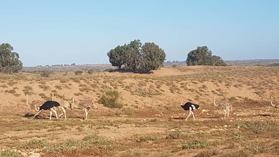 Agadir: Souss National Park Wildlife Half-Day Tour - Who should book this wildlife tour?