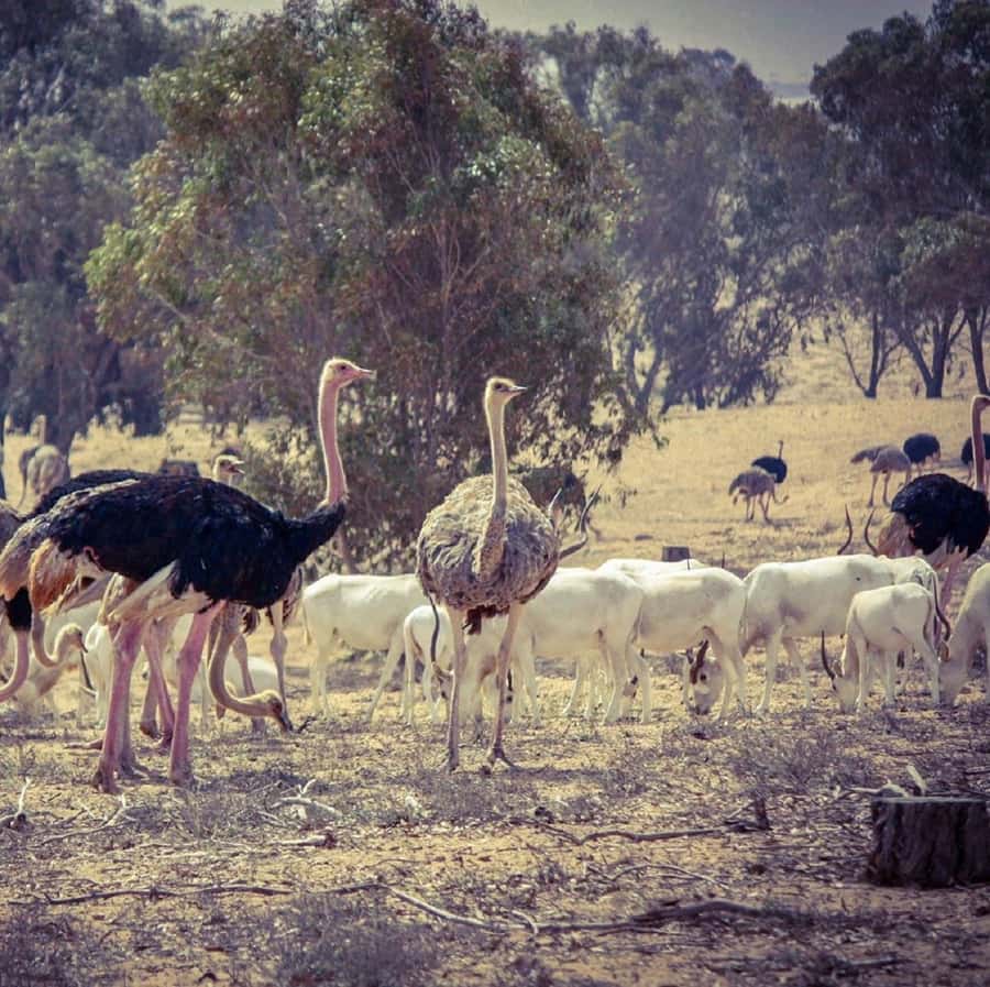 Agadir: Souss National Park Wildlife Half-Day Tour - Why Souss-Massa is worth your morning