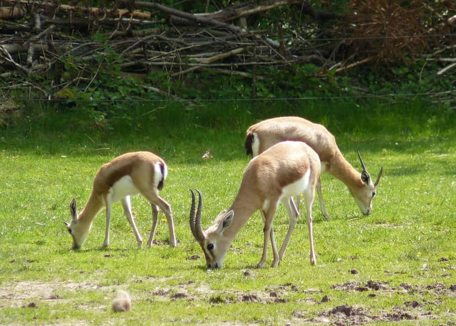 Agadir: Souss National Park Wildlife Half-Day Tour - Starting with the park museum
