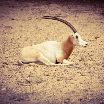 Agadir: Souss National Park Wildlife Half-Day Tour