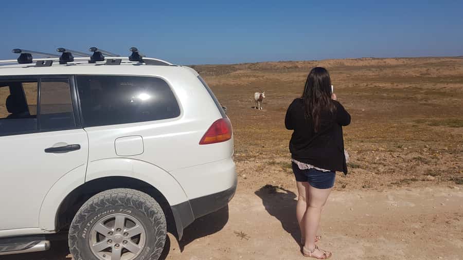 Agadir: Souss National Park Wildlife Half-Day Tour - Watching wildlife from the vehicle