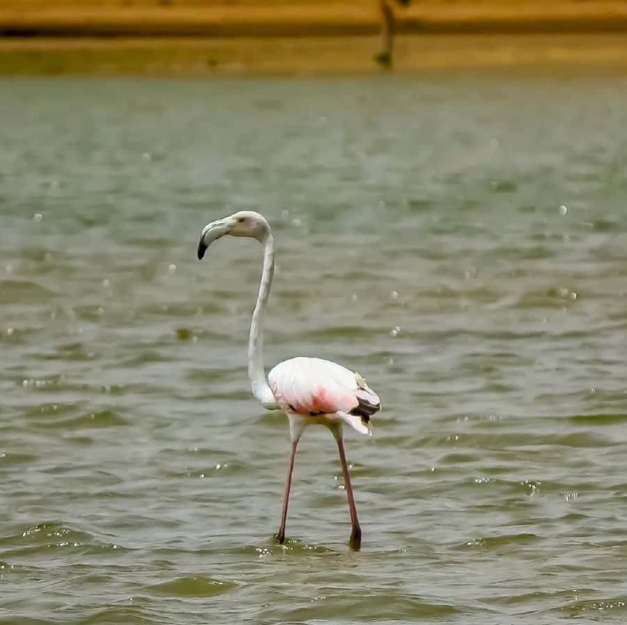 Agadir: Souss National Park Wildlife Half-Day Tour - Timing, comfort, and what to pack