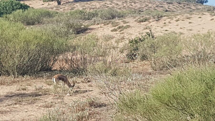 Agadir: Souss National Park Wildlife Half-Day Tour - What the $76 price gets you