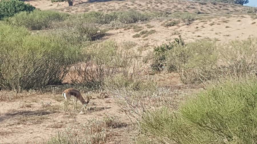 Agadir: Souss National Park Wildlife Half-Day Tour - The guide can make or break the outing