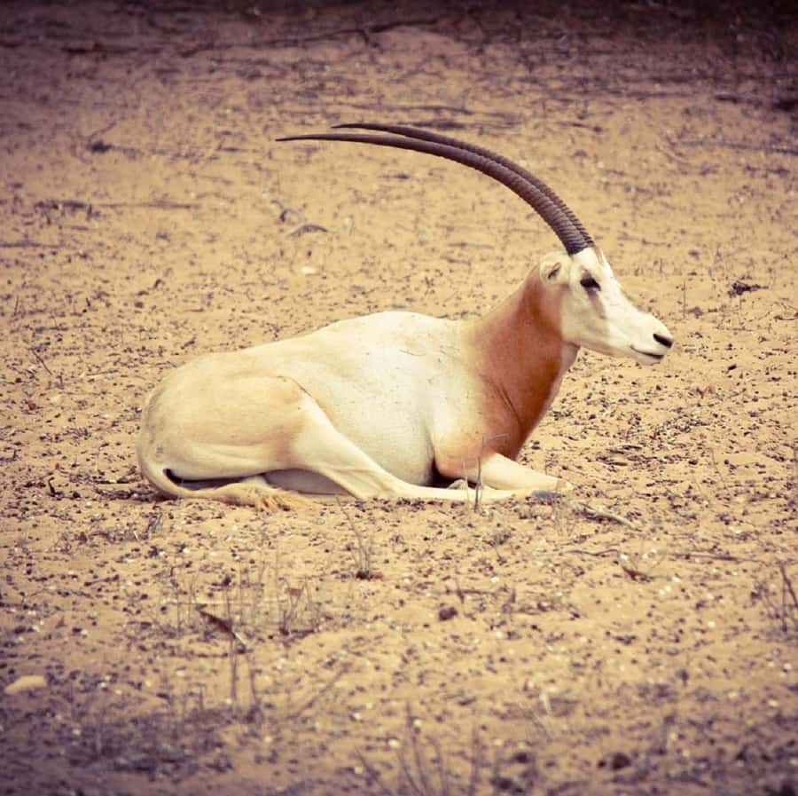 Agadir: Souss National Park Wildlife Half-Day Tour - The drive south from Agadir
