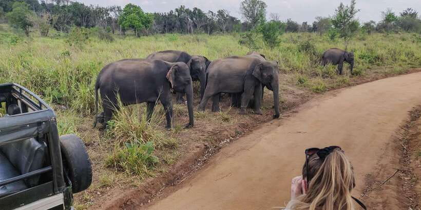 Ahangama: Udawalawe National Park Safari with Hotel Pickup - Why this Ahangama safari makes sense
