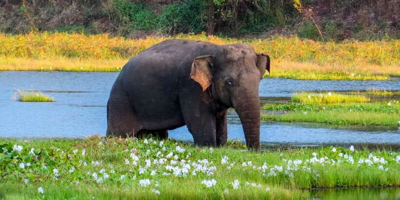 Ahangama: Udawalawe National Park Safari with Hotel Pickup - What the jeep portion is really like