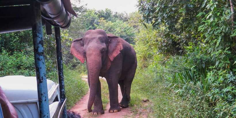 Ahangama: Udawalawe National Park Safari with Hotel Pickup - Who will enjoy this day most