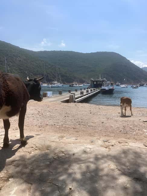 Ajaccio: Excursion, Sailing Scandola Nature Reserve - Two hours in Girolata