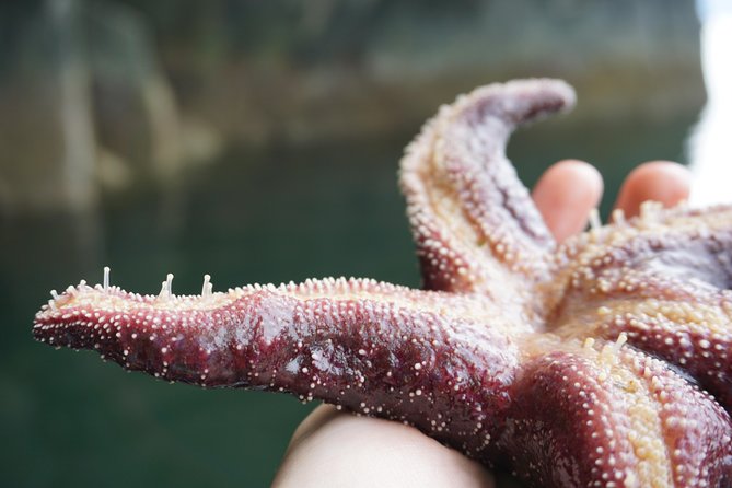 Alaska Ocean Wilderness Expedition - Tide pools, kelp, and the smaller creatures