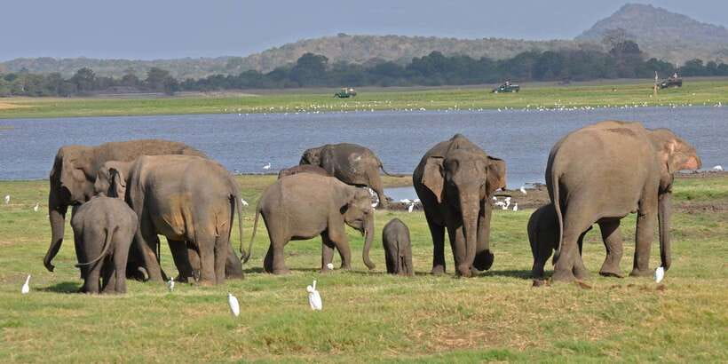 All-Inclusive Minneriya National Park Afternoon Safari - Three Hours Among Minneriya’s Elephants