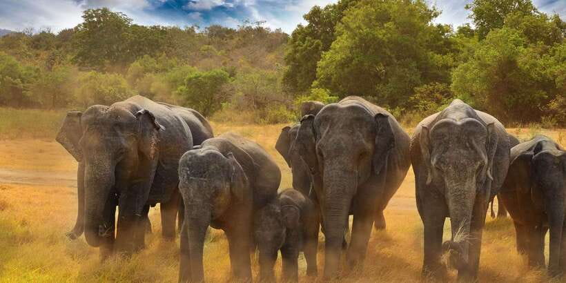 All-Inclusive Minneriya National Park Afternoon Safari - FAQ