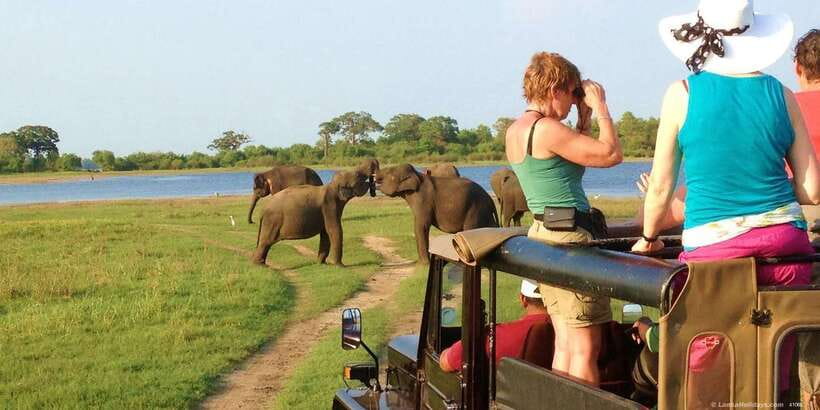 All-Inclusive Minneriya National Park Afternoon Safari - From Your Hotel to the Park Gate