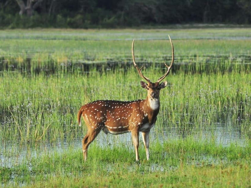 All-Inclusive Minneriya National Park Afternoon Safari - A Picnic Stop and Simple Refreshments